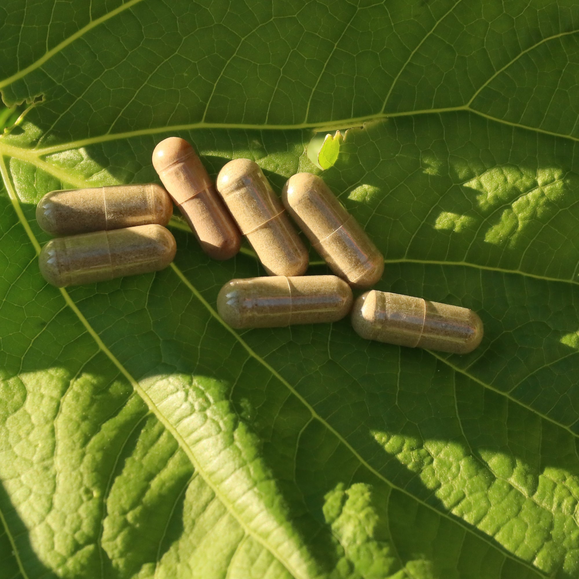 capsules on a green leaf